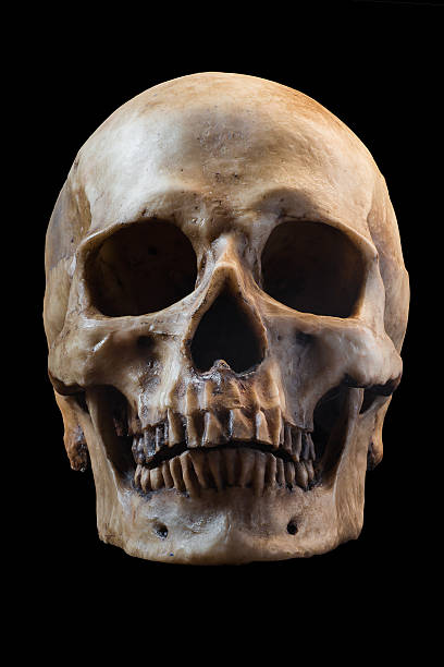 czaszka człowieka na czarnym tle - noggin zdjęcia i obrazy z banku zdjęć