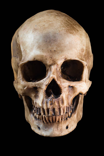 teschio umano su sfondo nero - cranio foto e immagini stock