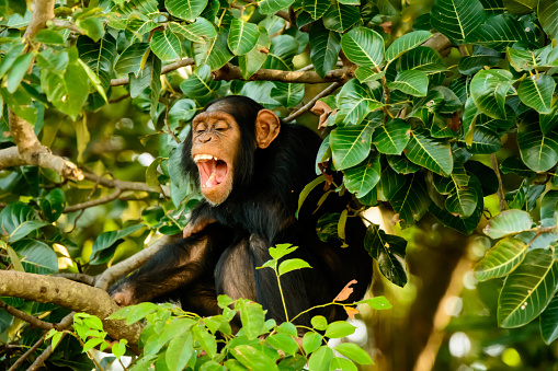 Chimp having a goog laugh in the tree tops