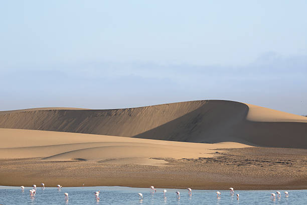 istock Flamingo at the Walvis Bay wetland. 512354700