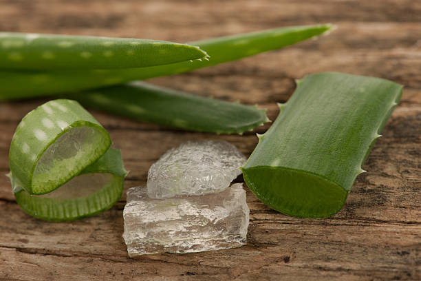 istock Aloe vera green fresh leafs sliced and aloe vera gel 512355292