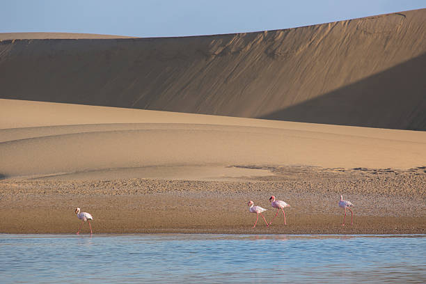 istock Flamingo at the Walvis Bay wetland. 512355404