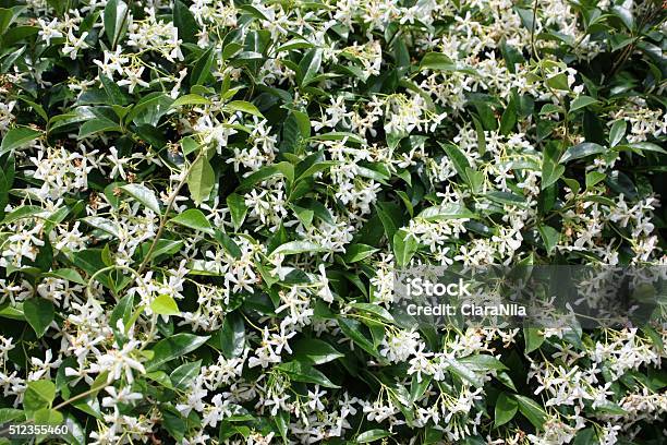 Foto de Perfumado Flores De Jasmim No Verão e mais fotos de stock de  Botânica - Assunto - Botânica - Assunto, Branco, Cabeça da flor - iStock