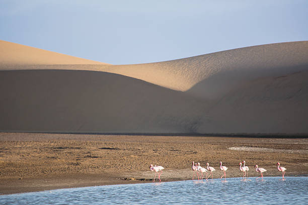 istock Flamingo at the Walvis Bay wetland. 512355692
