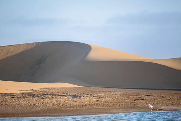 istock Flamingo at the Walvis Bay wetland. 512356368