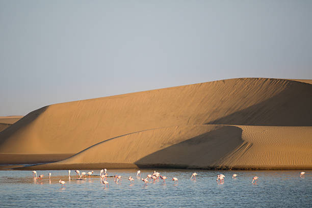 istock Flamingo at the Walvis Bay wetland. 512356578
