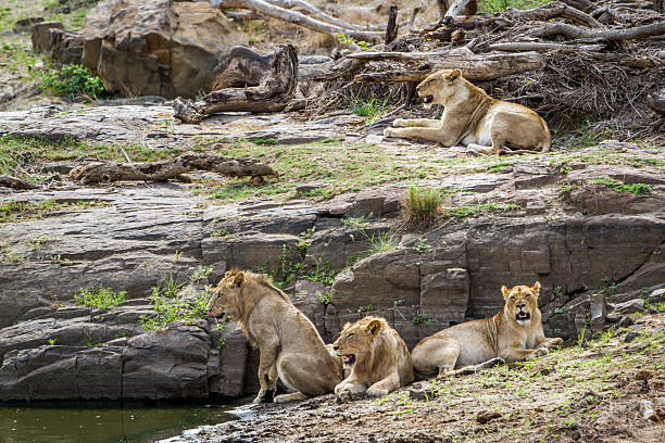 istock Lion in Kruger National park, South Africa 512357246