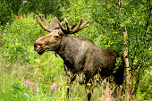 Wild Bull Moose in autumn,