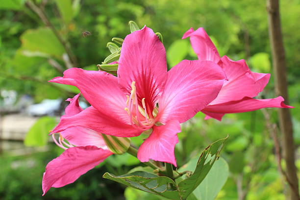 istock Butterfly Tree, Orchid Tree, Purple Bauhinia Flowers. 512357759