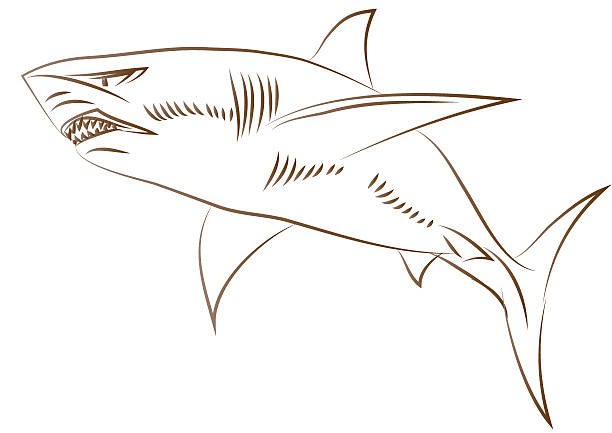 rekin - ding stock illustrations