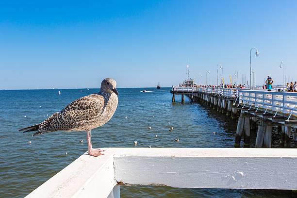 istock Close-up of a seagull in Sopot Pier 512358653