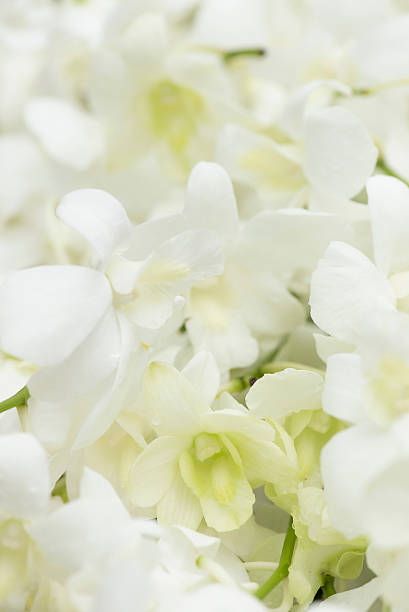 Pink dots on white colored Orchid