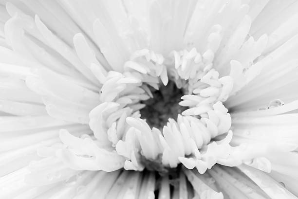 istock Chrysanthemum flower macro closeup black and white. 512359725