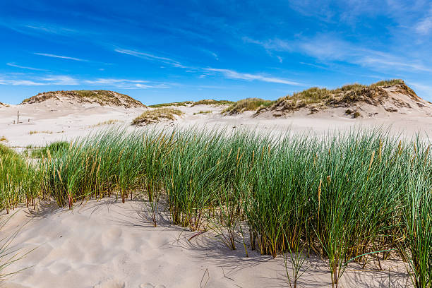 istock Moving dunes park near Baltic Sea in Leba, Poland 512359727