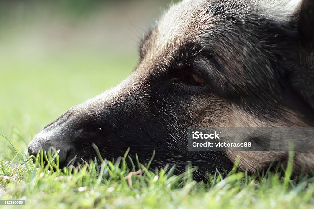 Cão de sonhos - Foto de stock de Animal royalty-free