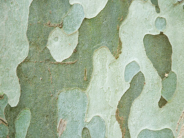 texture d'écorce d'arbre à motif camouflage - splotched photos et images de collection