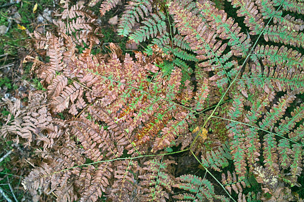 istock Autumn leaves of wild fern. 512361235
