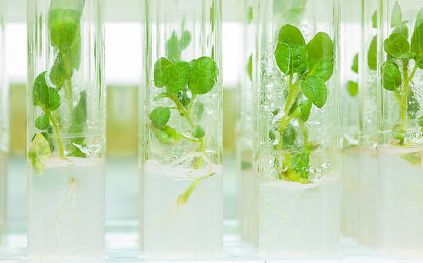 istock laboratory tubes with litle plants of potato 512362255