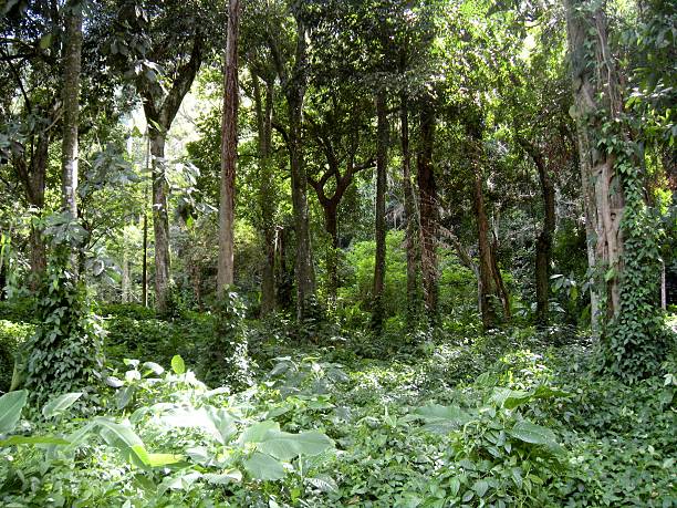 istock Trees and foliage of the Brazilian Atlantic Forest 512362505