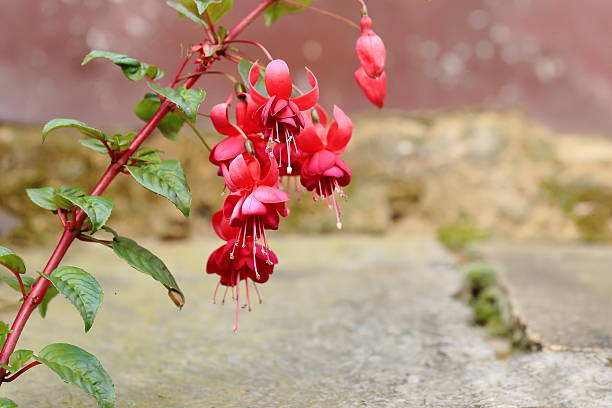Bundle of fuchsia flowers in the courtyard of a traditional nepalese gurung townhome. Ghandruk village on the Annapurnas Tour trekking route through the foothills of the Himalayas-Kaski district-Gandaki zone-Nepal.