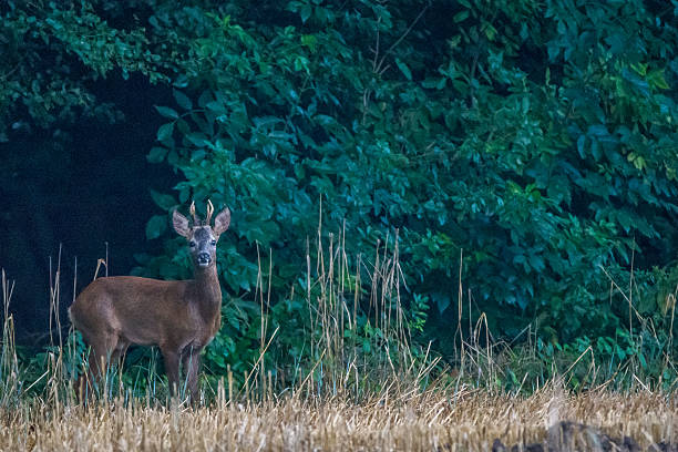 istock Roe deer at the edge of the forest 512363677