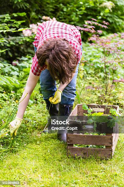 Gardening Stock Photo - Download Image Now - Bending Over, Gardening, Adult