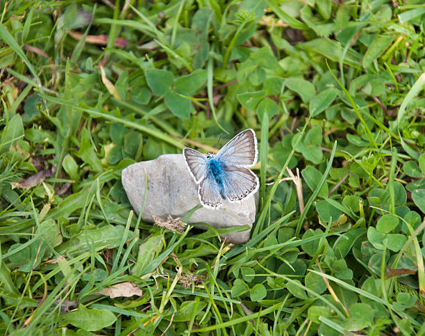many pieridae butterflies gathering water on floor, Butterflies are feeding mineral in salt marsh in forest, kaeng krachan national park, thailand