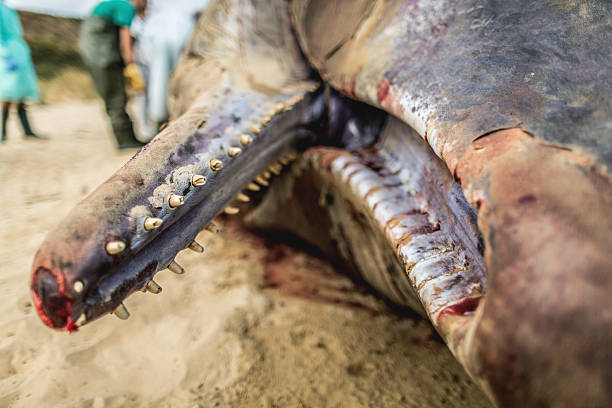 kaszalot skrętką na plaży - whale sperm whale beached dead animal zdjęcia i obrazy z banku zdjęć