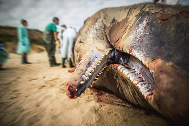 kaszalot skrętką na plaży - whale sperm whale beached dead animal zdjęcia i obrazy z banku zdjęć