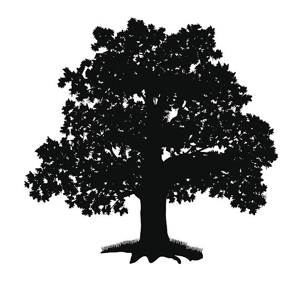oak tree silhouette with leaves oak tree silhouette with leaves on a white background beech tree stock illustrations