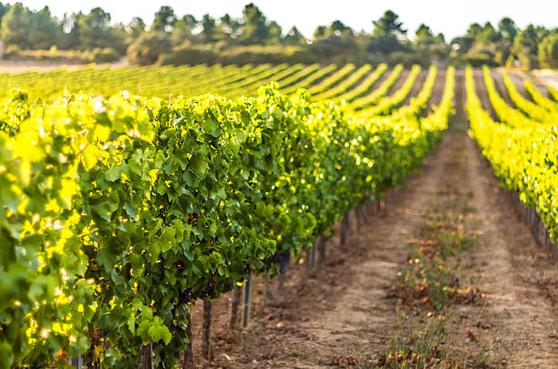 bokeh vigneto messa a fuoco differenziale - agriculture winemaking cultivated land diminishing perspective foto e immagini stock