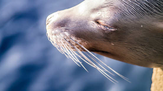 sea lion head from the side, eyes closed with tear forming in the eye