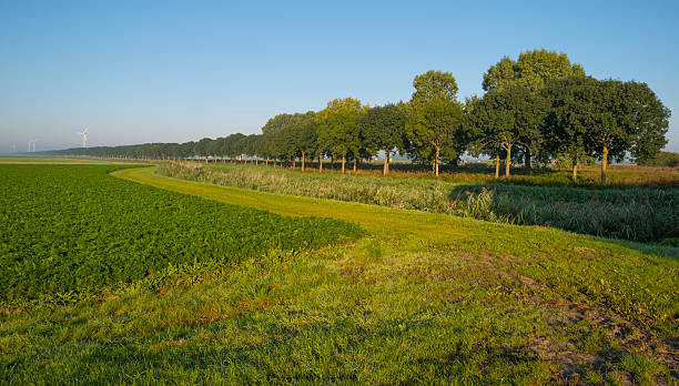 istock Carrots growing on a field in summer 512388343