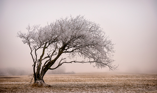 Lonely tree on misty winter moor.