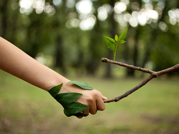 Love The Nature Environment concept. Handshake between human hand and tree. companion plants stock pictures, royalty-free photos & images