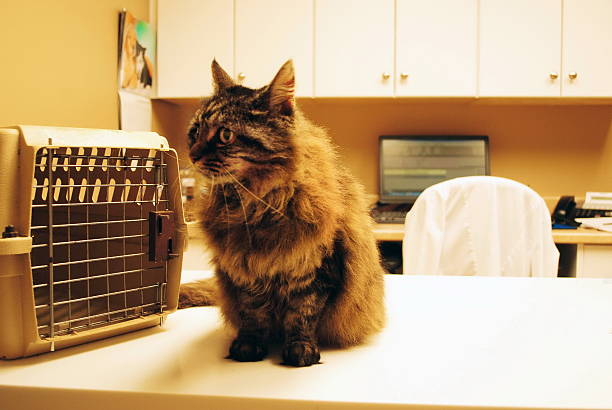 Cat at Vet Tabby cat on examining table next to pet carrying cage on a visit to the veterinarian's office. cat flea stock pictures, royalty-free photos & images