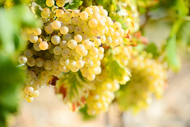 grona biały, dojrzałe winogrona na winorośli gotowe do zbioru winnica krajobraz - agriculture purple vine grape leaf zdjęcia i obrazy z banku zdjęć