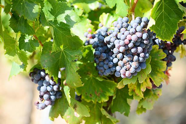 丸めの熟しているブドウ園のブドウ田園地帯ハーヴェスト - agriculture purple vine grape leaf ストックフォトと画像