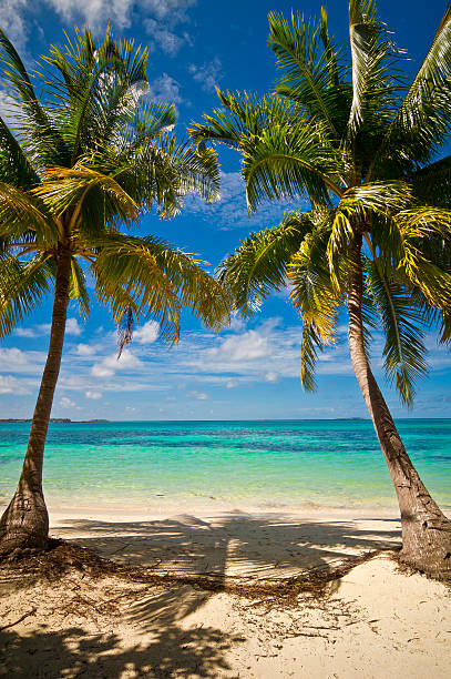 istock Palm trees on the sand beach 03 512390771
