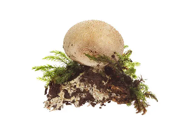 Puffball fungi, gasterothecium, earth and moss isolated against white