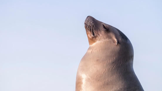 Female sea lion looking posh proud or upper class