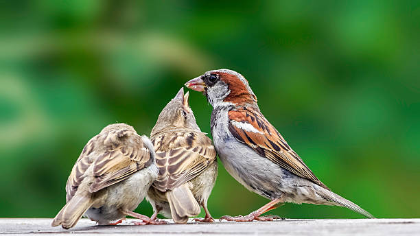 istock Young house sparrows (passer domesticus) begging for food 512392801
