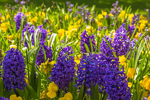 istock background lawn with  purple hyacinths and yellow violets 512397628