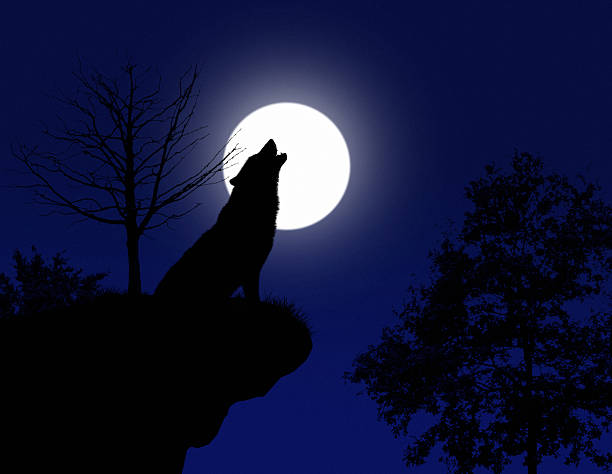 howling wolf howling wolf howling stock pictures, royalty-free photos & images