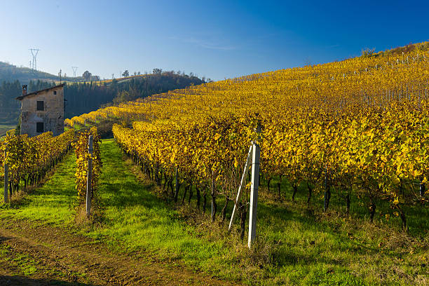 istock Vineyard hills in Autumn 512398994
