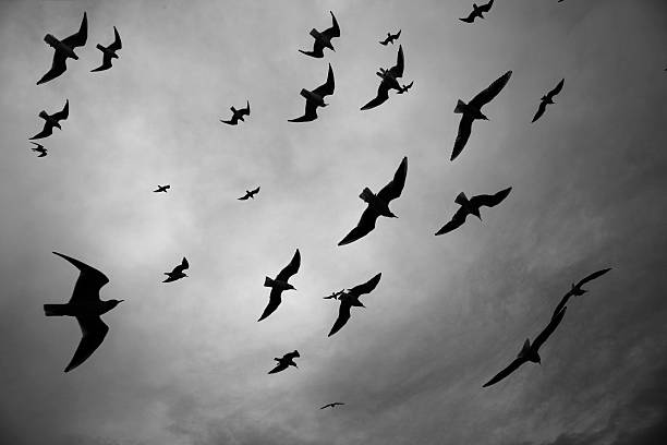 istock Silhouette of birds flying through a surreal gray sky 512399388