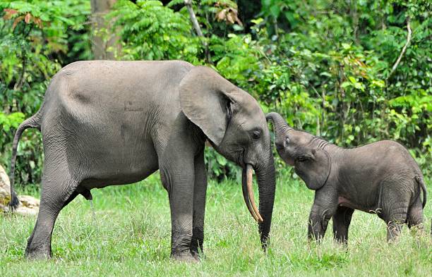 istock The elephant calf with  elephant cow 512399678