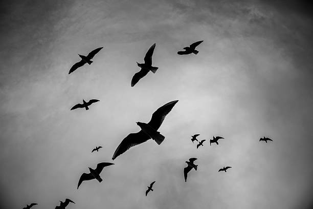 istock Silhouette of birds flying through a surreal gray sky 512400288
