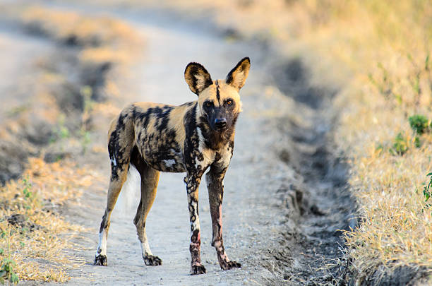 African Wild Dog watching proceedings closely stock photo