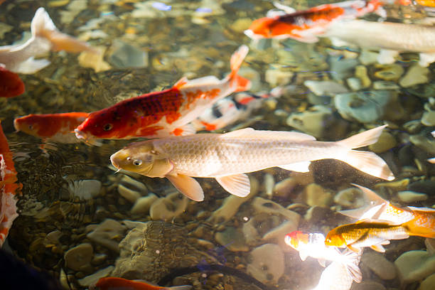 istock Asian carp  swim in water pond 512404010